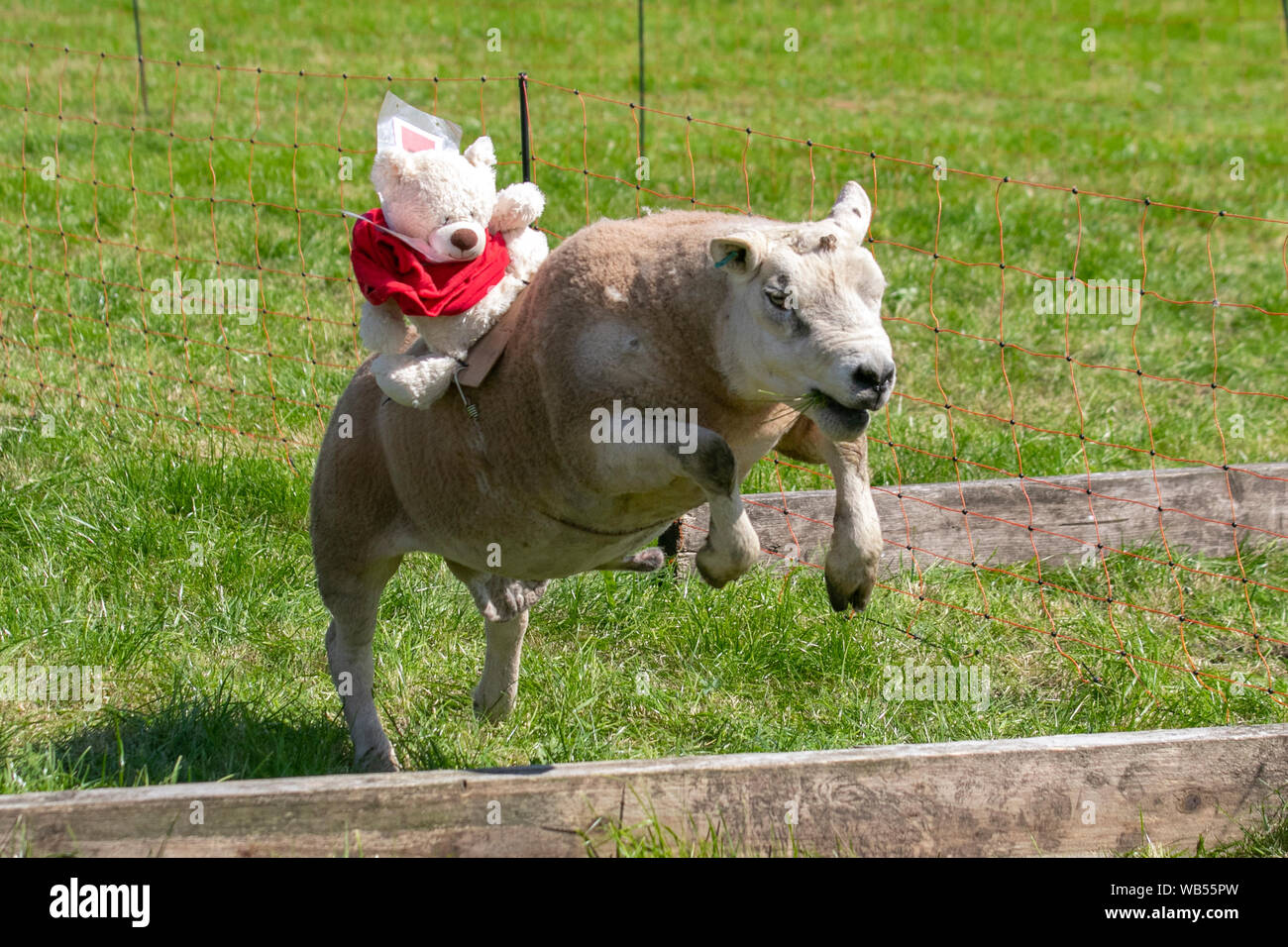 Texel sheep hurdles with teddy bear jockeys & racing sheep; Soft going ...