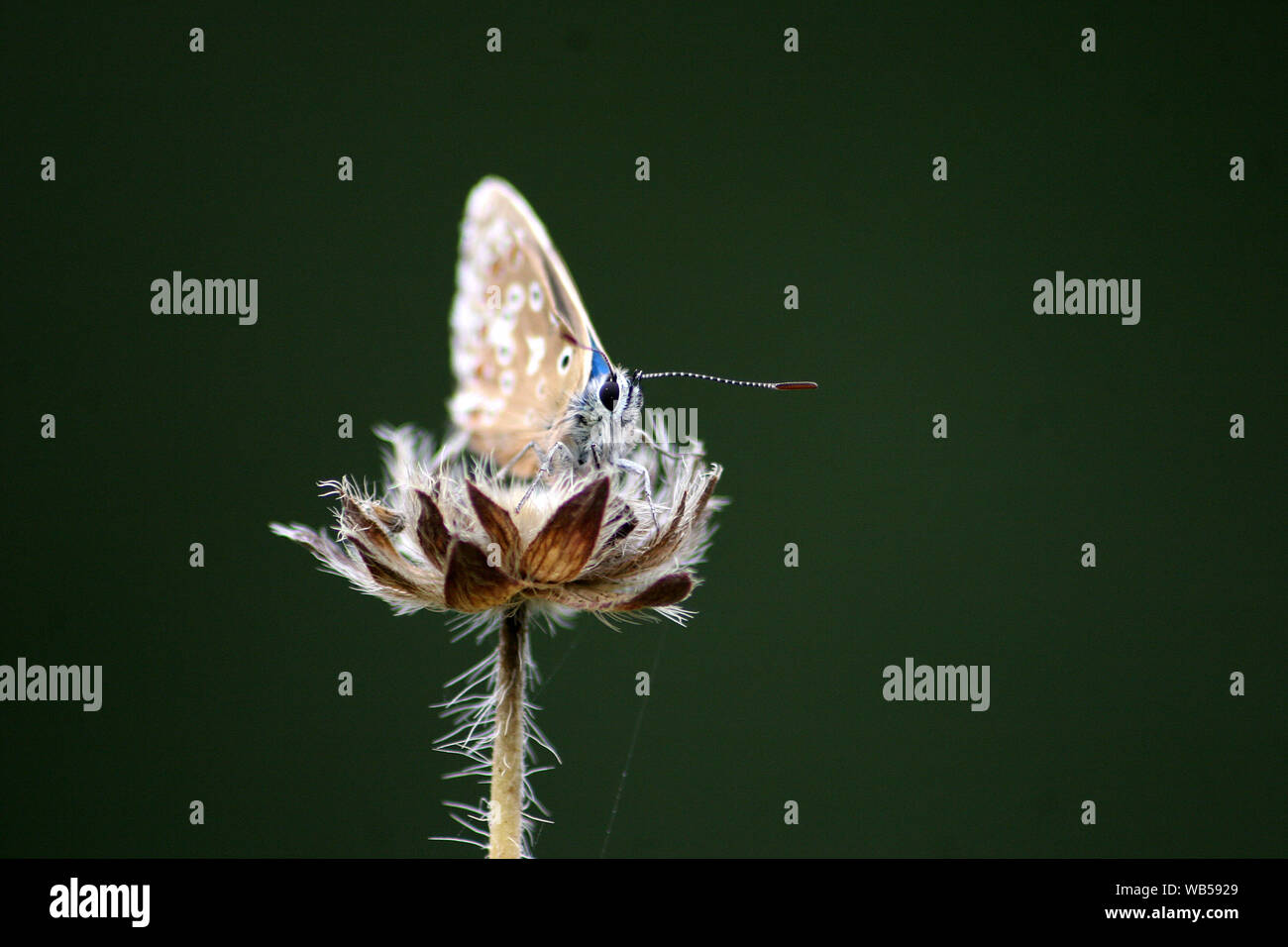 Adonis Blue sat in front of dark green background Stock Photo