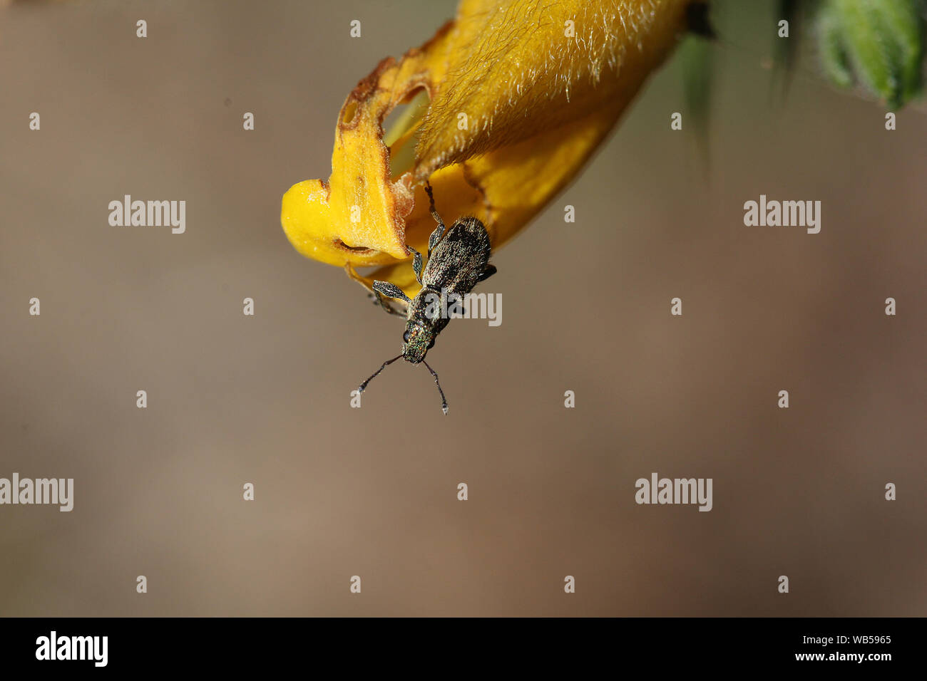 Weevil Beetle sat on gorse flower Stock Photo
