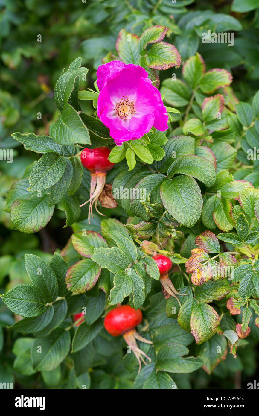Close-up of a purple flower and red and ripe rose hips (rosehip, rose haw,  rose hep), accessory fruits of a rose plant Stock Photo - Alamy