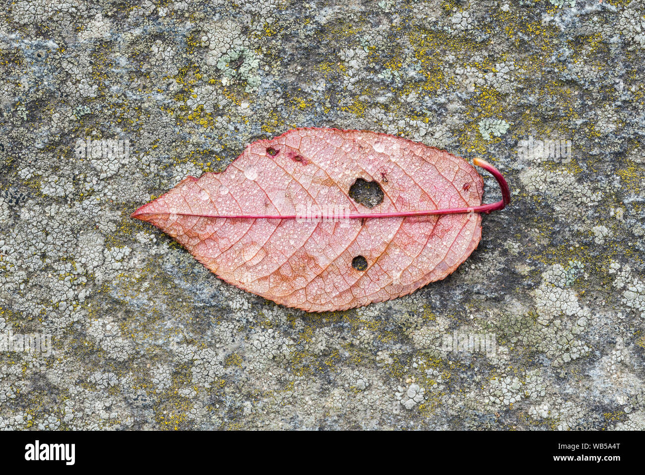 Macro close-up of dew on the backside of a red leaf on a rock, top view