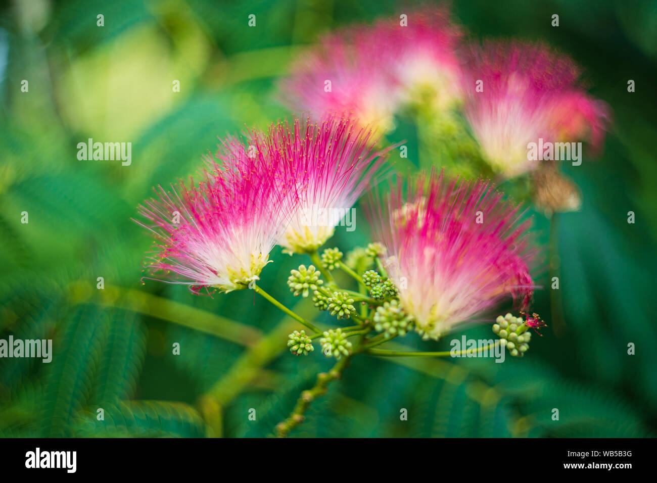 Albizia julibrissin. Bloom pink flower, shallow depth Stock Photo