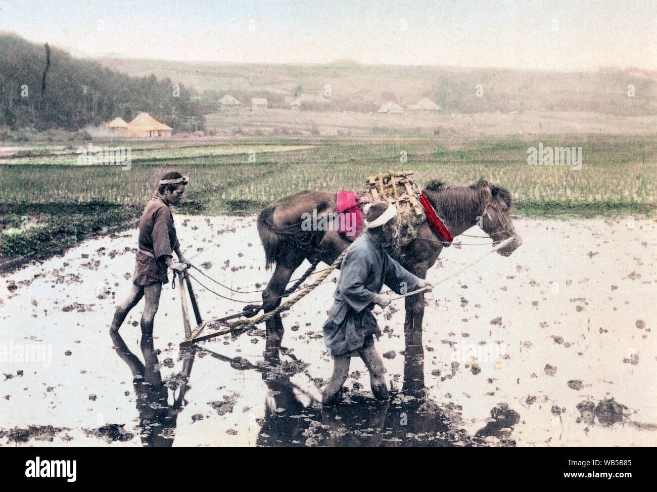 [ 1890s Japan - Japanese Farmer Plowing a Rice Field ] —   Farmers are ploughing a rice field with a horse.  19th century vintage albumen photograph. Stock Photo