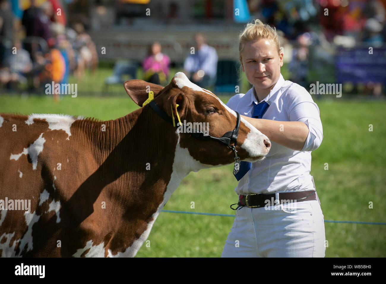 Ayrshire Dairy Cattle brown & white markings in Chipping, Lancashire