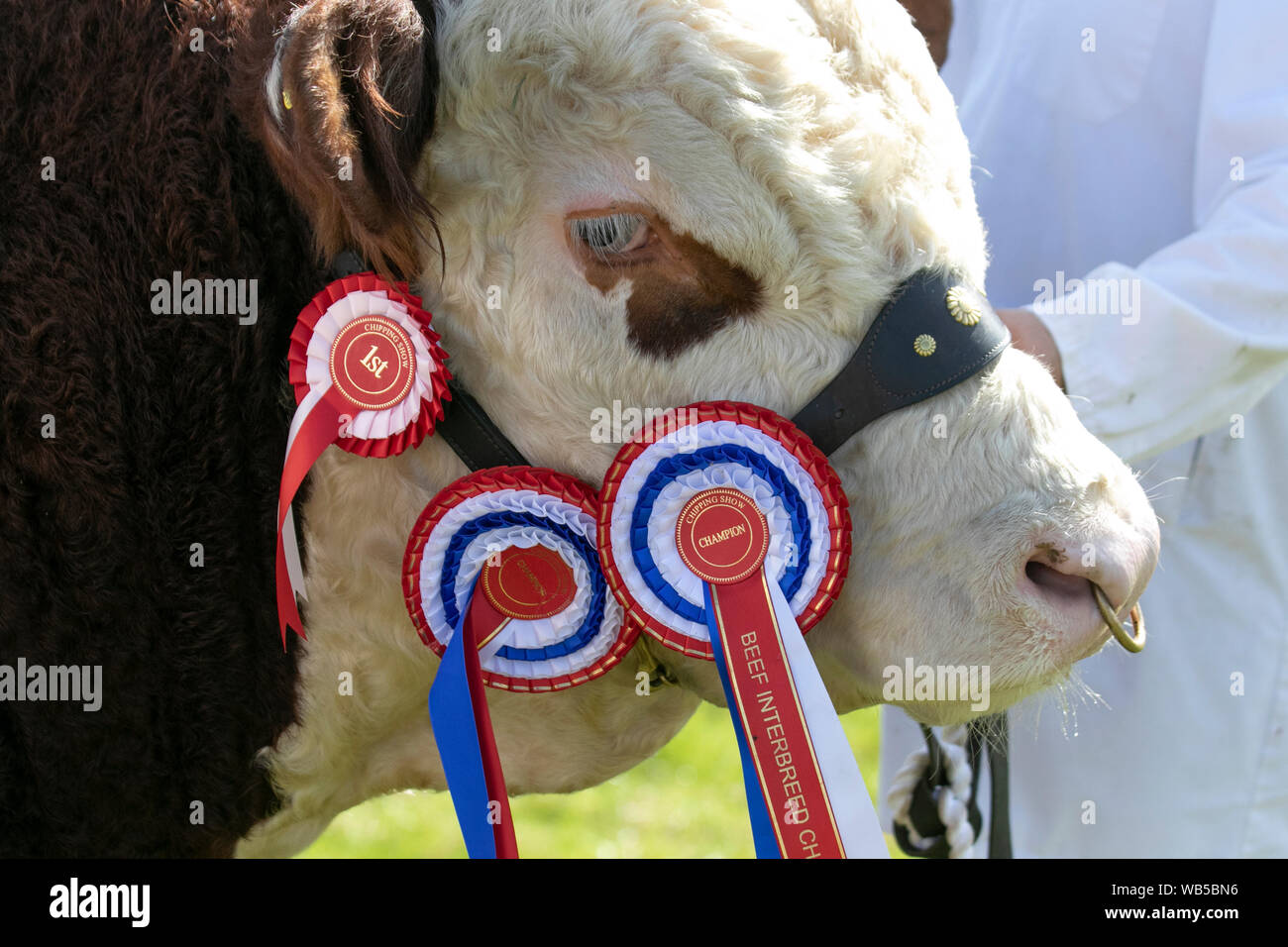 Ayrshire Bulls supreme champion. A breed of taurine beef cattle with winners rosette. animal, award, rosette, ribbon, competition, winner, show, head, harness, purebred, success, badge, win, winner,  Side view head shot of an award winning cattle cow with rosette ribbons. Stock Photo
