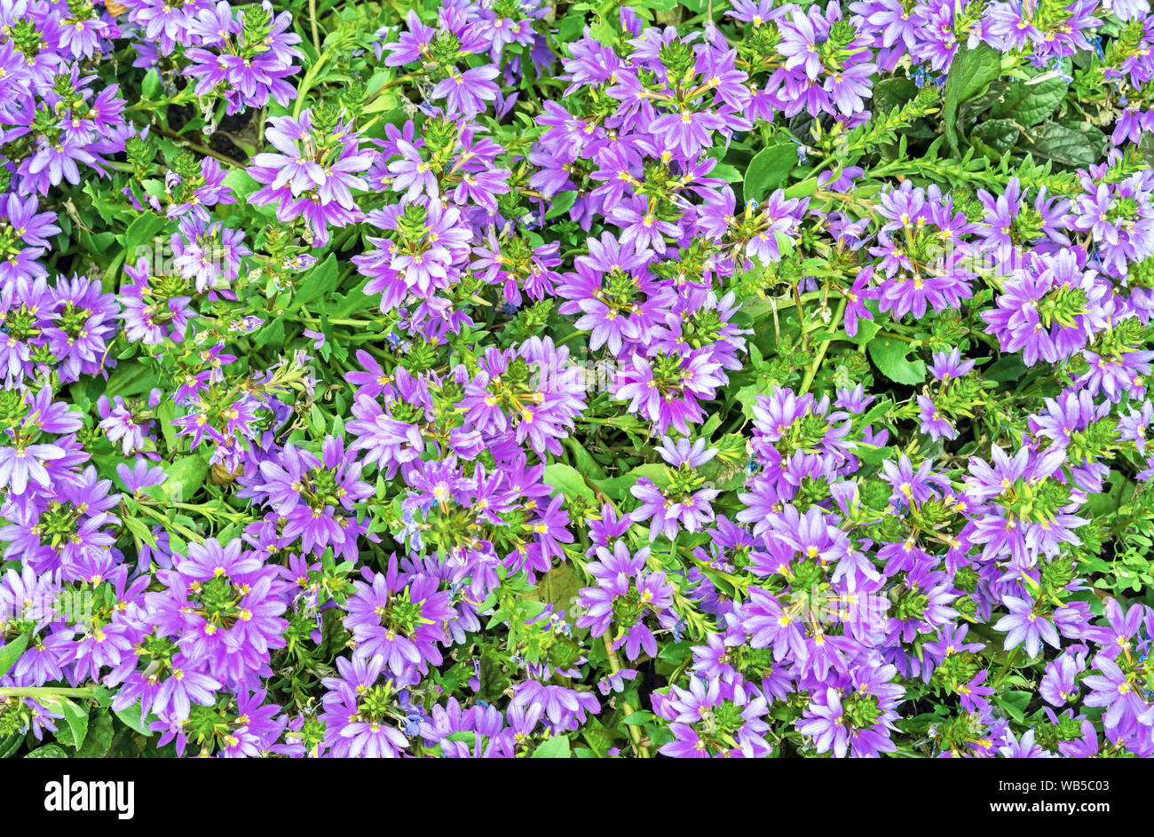 Flowers lobelia erinus. Background from lilac garden flowers. Stock Photo
