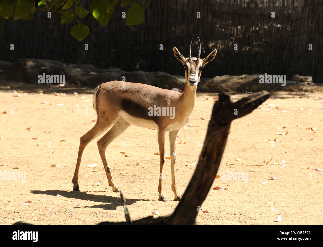 gazelle 23