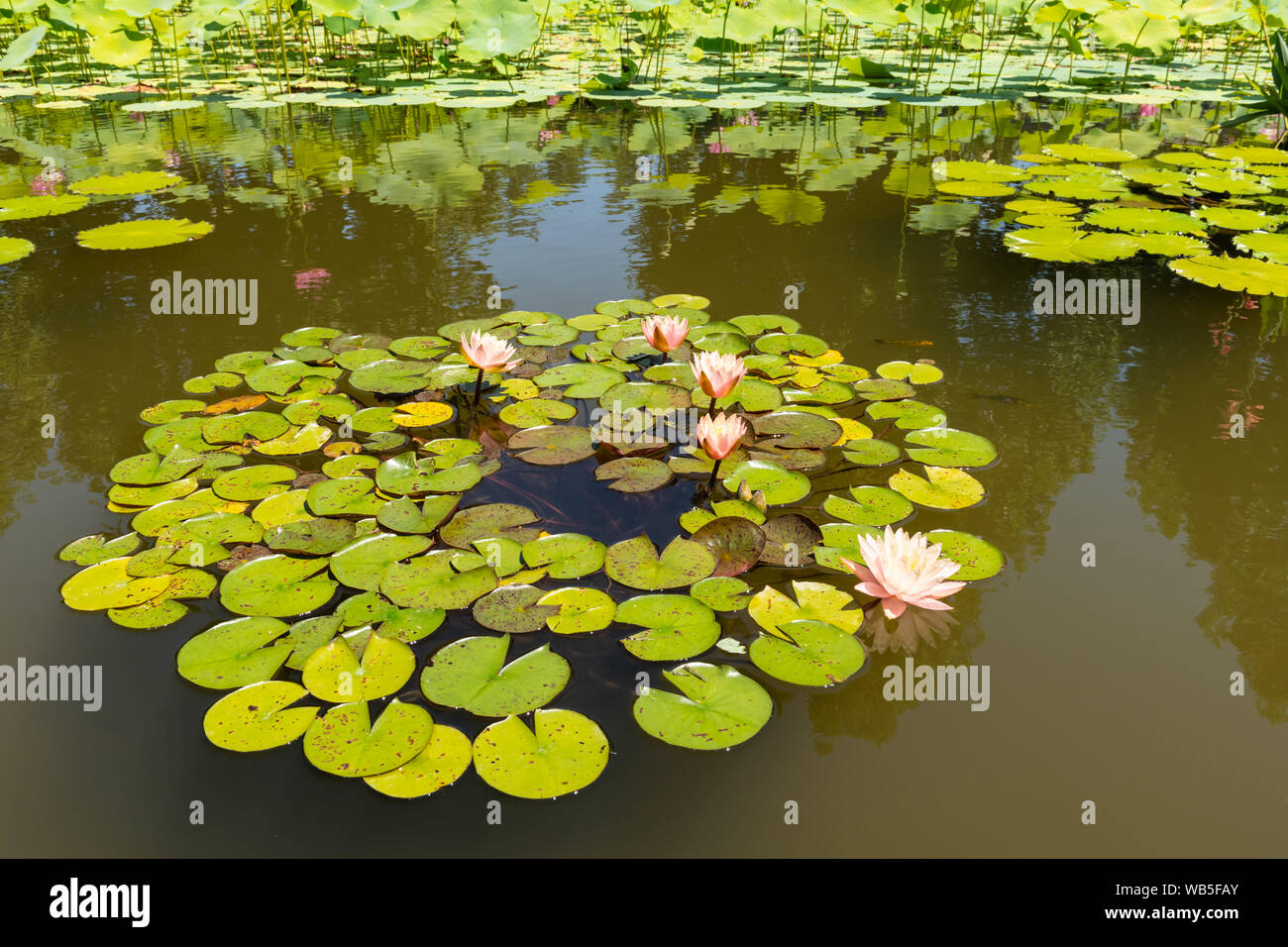 Lily pond reflection trees hi-res stock photography and images - Alamy