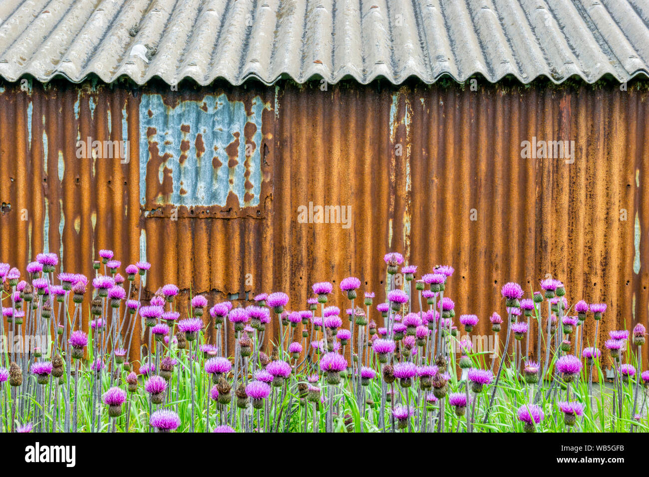 A field of thistles in front of an old rusty corrugated iron building. Stock Photo