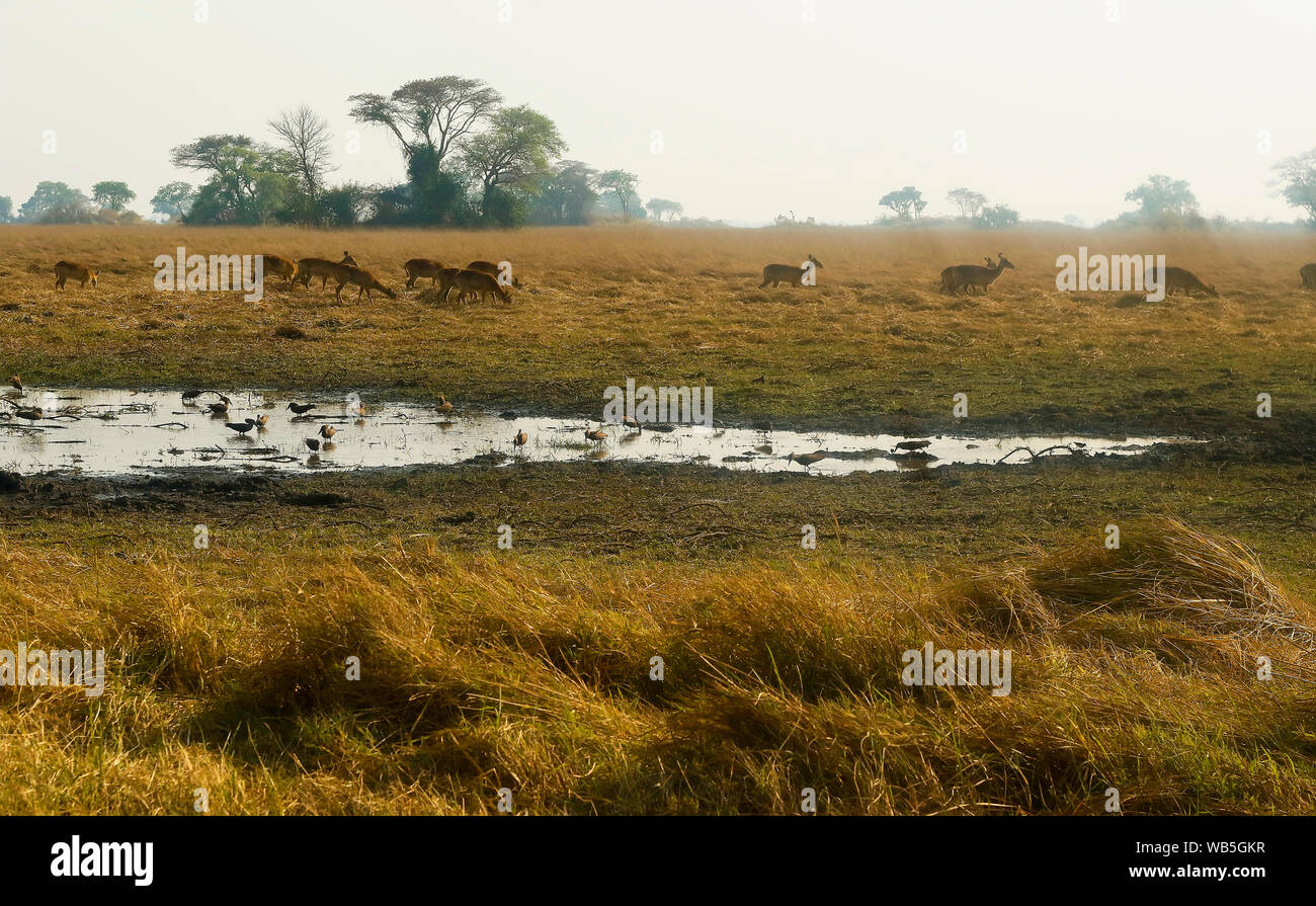 Herd pukus in Busanga Plains. Kafue National Park. Zambia Stock Photo