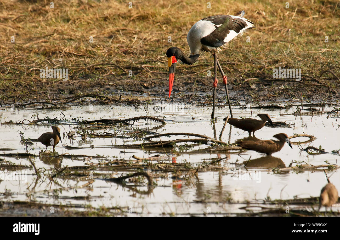 Male of Saddlebill stork, African jabiru, (Ephippiorhynchus senegalensis) and Hamerkop (Scopus umbretta). Busanga Plains. Kafue National Park. Zambia Stock Photo