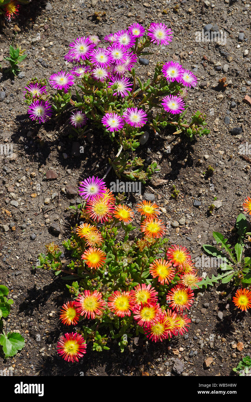 Small Multicolored Perennial Purslane Flowers Stock Photo Alamy