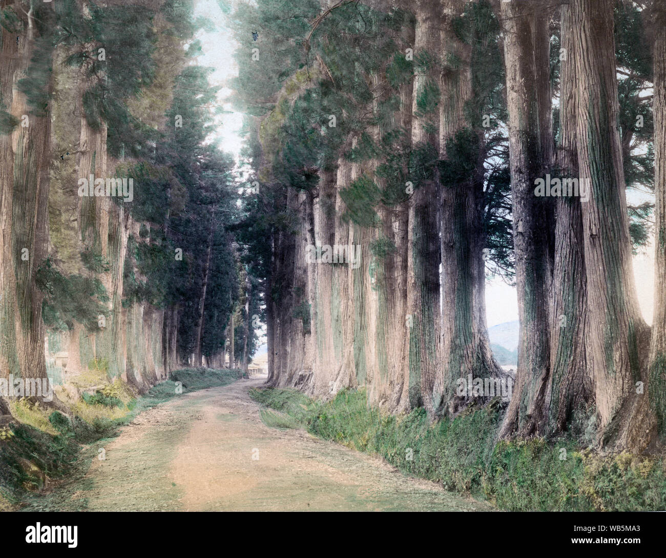 [ 1890s Japan - Nikko Road ] —   The road to Nikko. The cedars were donated by Matsudaira Masatsuna on the 33rd anniversary of the death of Shogun Tokugawa Ieyasu.  Three highways lined with trees lead to Nikko: Onari (Nikko)-kaido, Reiheishi-kaido, and Aizunishi-kaido. The combined distance of the three highways was approximately 37km, and most of them were within the city of Imaichi near Nikko.  19th century vintage albumen photograph. Stock Photo