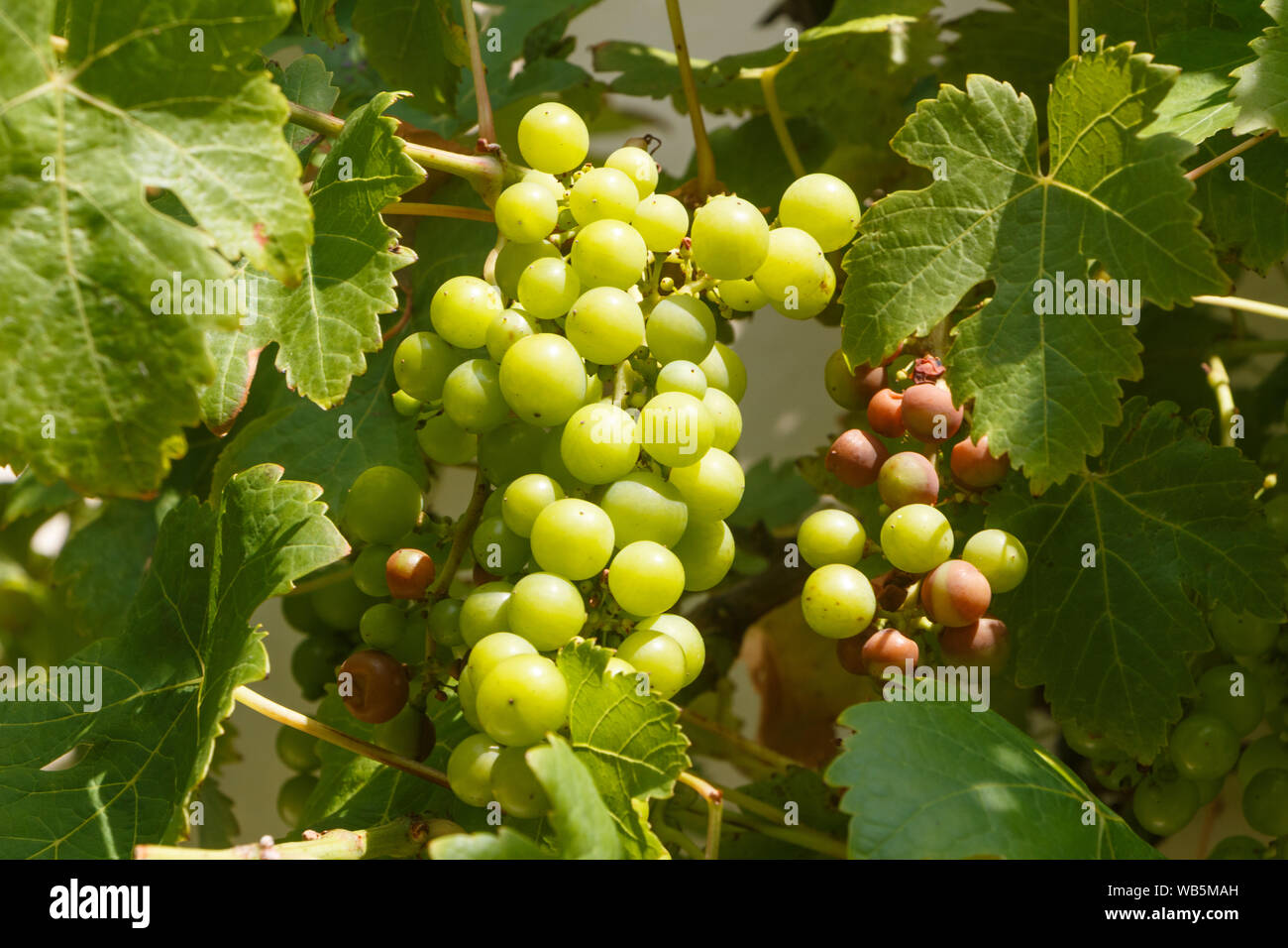 Bunch of grapes with some rotten on vine stock during summer Stock Photo