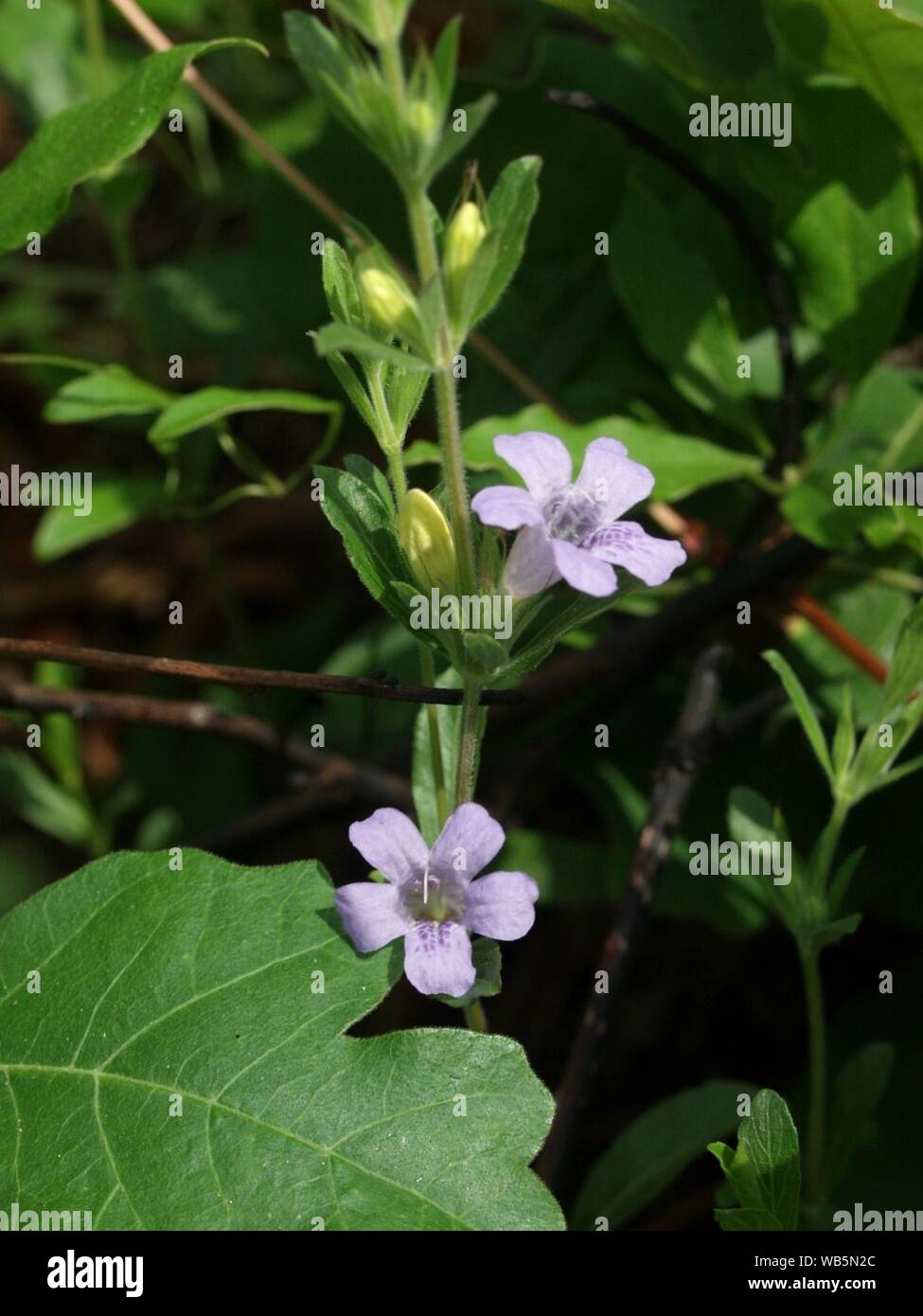 Dyschoriste oblongifolia flowers. Stock Photo