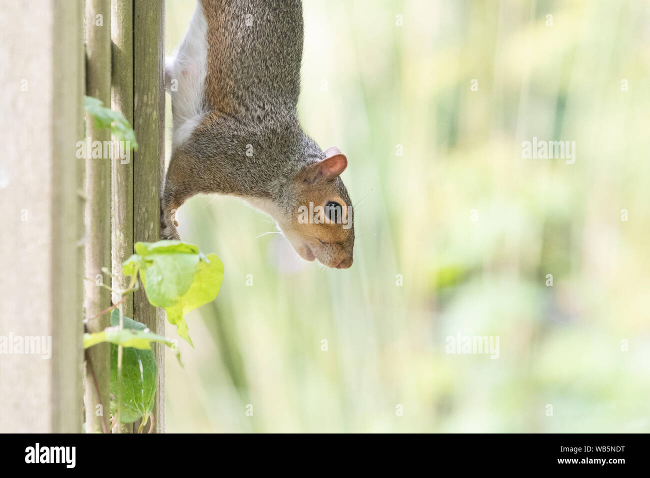Grey Squirrel (Sciurus carolinensis) climbing down trellis in a garden in Scotland with copy space Stock Photo
