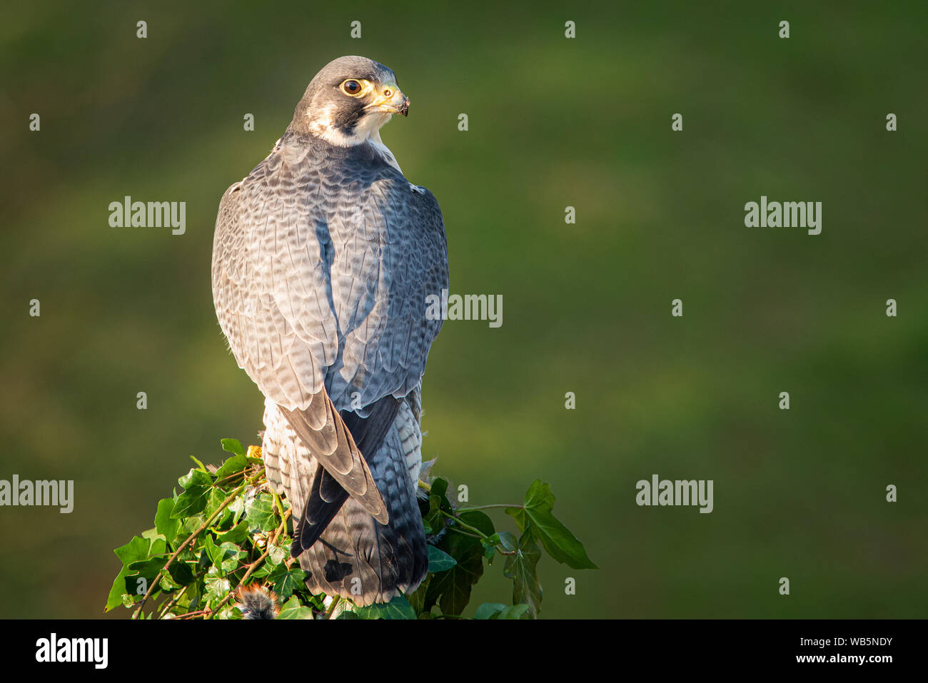 A full length portrait of a peregrine falcon from behind. It is perched on a post looking to the right with a natural green background. There is copy Stock Photo
