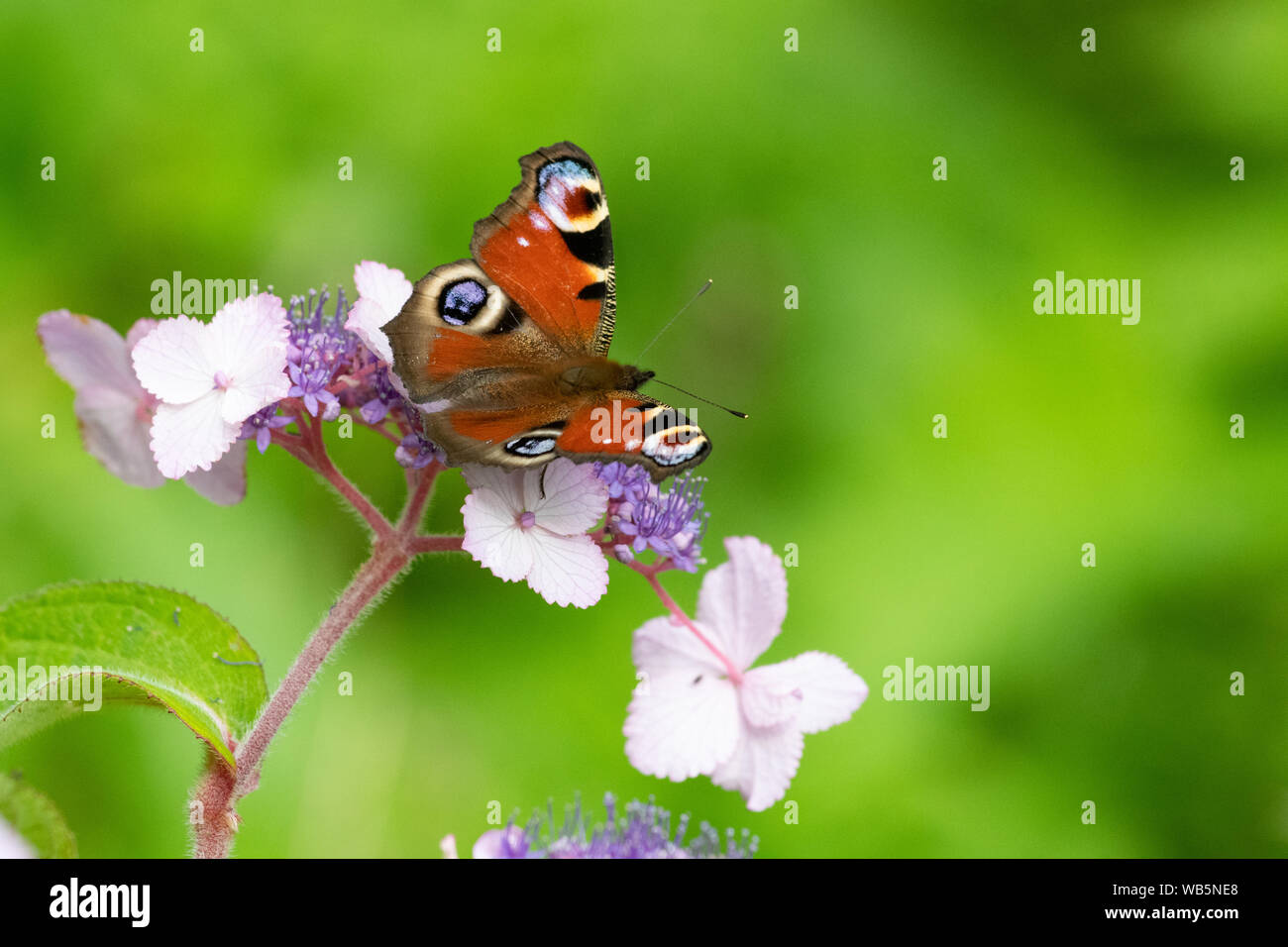 Peacock butterfly - Aglais io - on Hydrangea aspera villosa flower - UK Stock Photo