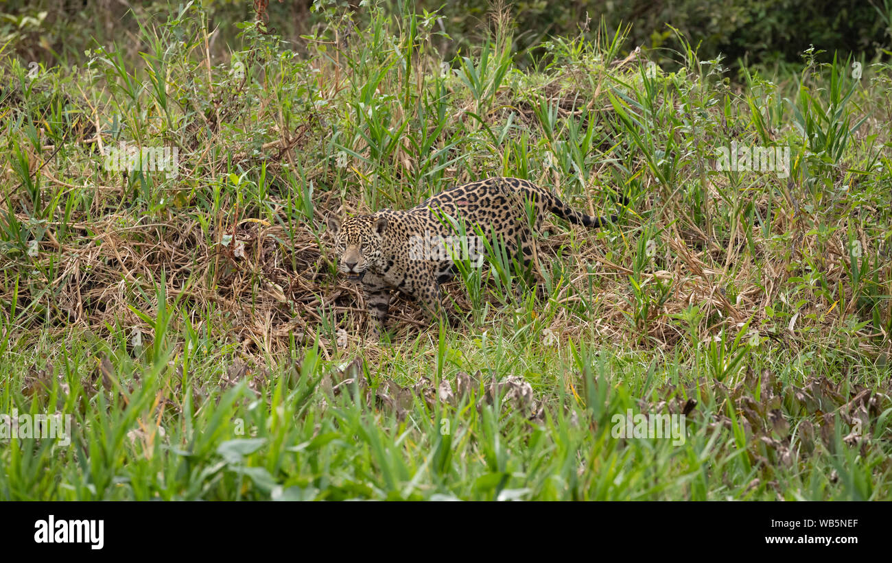 Onca Pintada Hi Res Stock Photography And Images Alamy