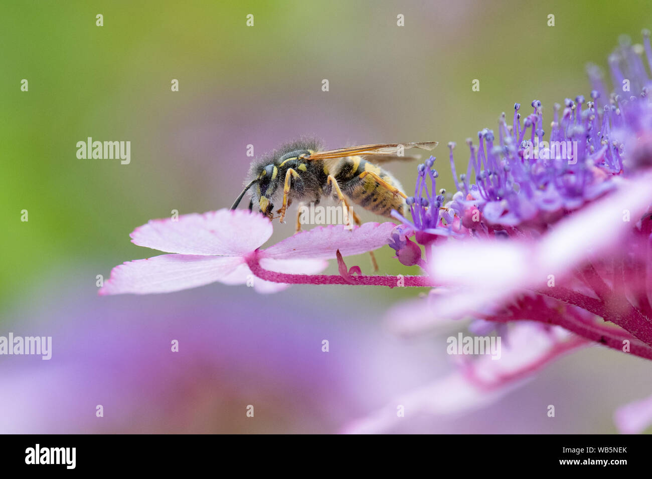 Common wasp (Vespula vulgaris) covered in pollen pollinating flowers - on Hydrangea aspera shrub - uk Stock Photo