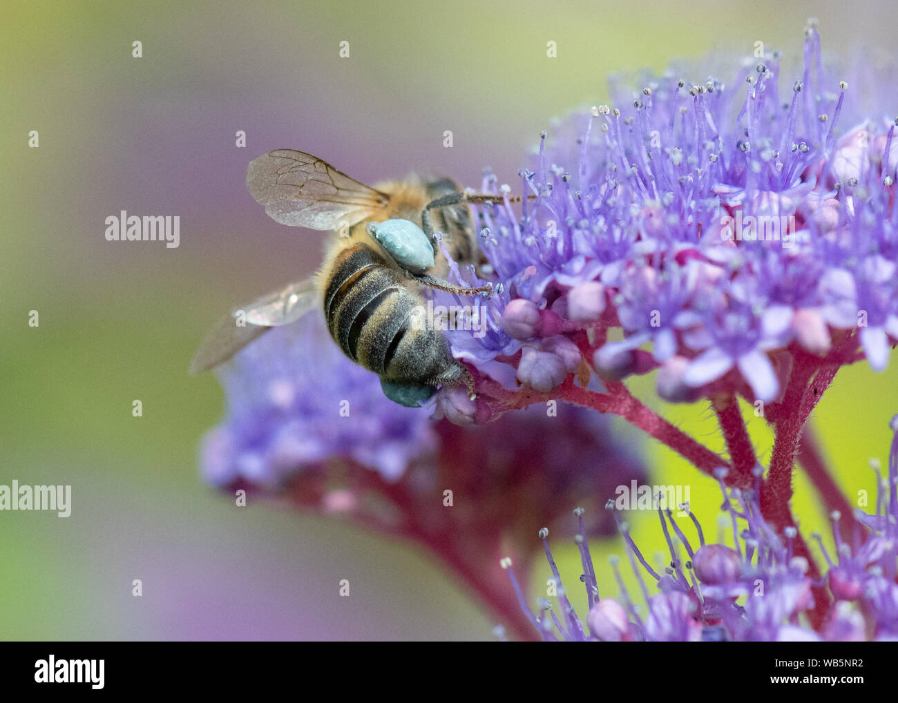 Honey bee with pollen baskets filled with blue pollen on Hydrangea aspera 'Villosa Group' shrub Stock Photo