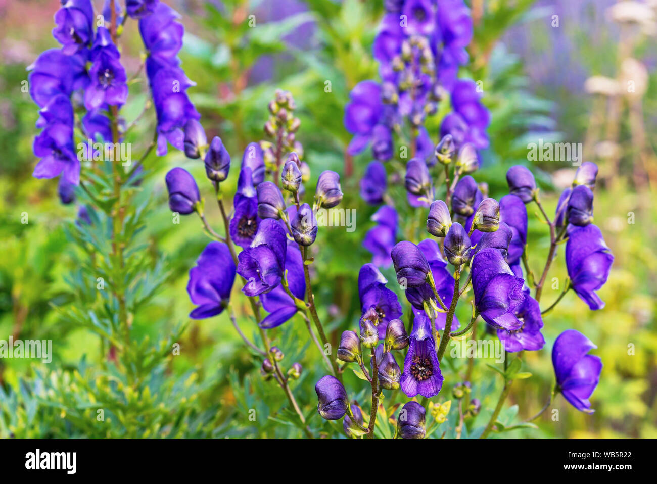 Aconite flower or wolf root is a poisonous plant. Violet flowers Stock