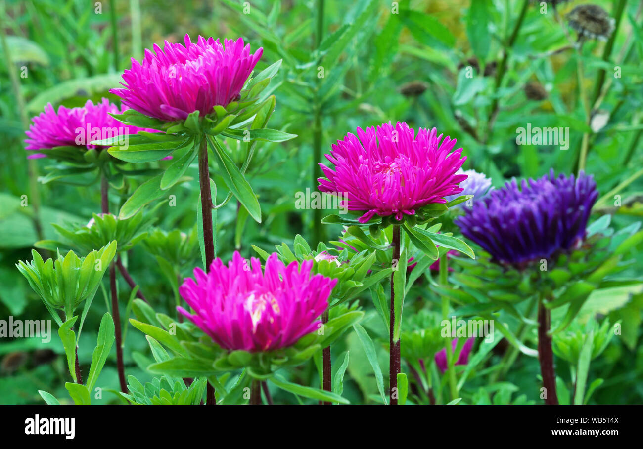 Aster Flowers Pink And Purple Asters On A Background Of Green Leaves Stock Photo Alamy