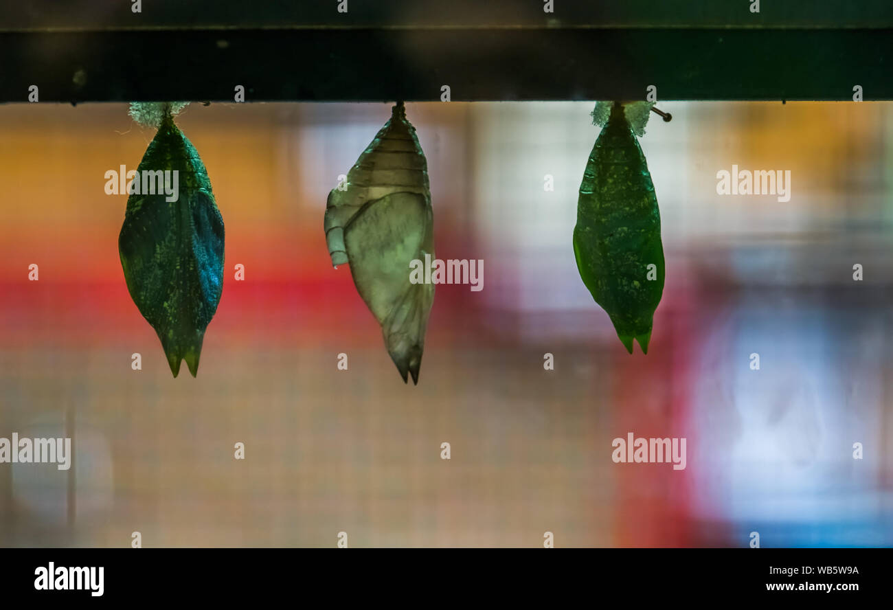 Diverse butterfly cocoons in closeup, tropical insect species, larva