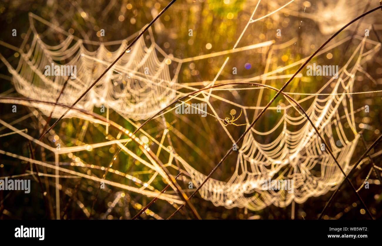 Spider spins a web in field of webs covered in morning dew Stock Photo