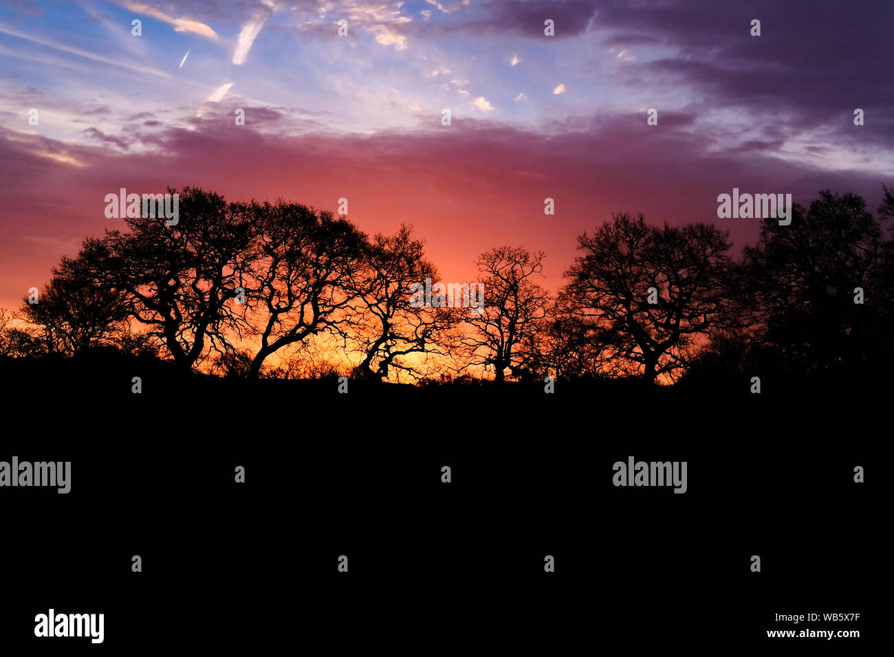 Sunrise Sky with silhouette of trees Stock Photo - Alamy