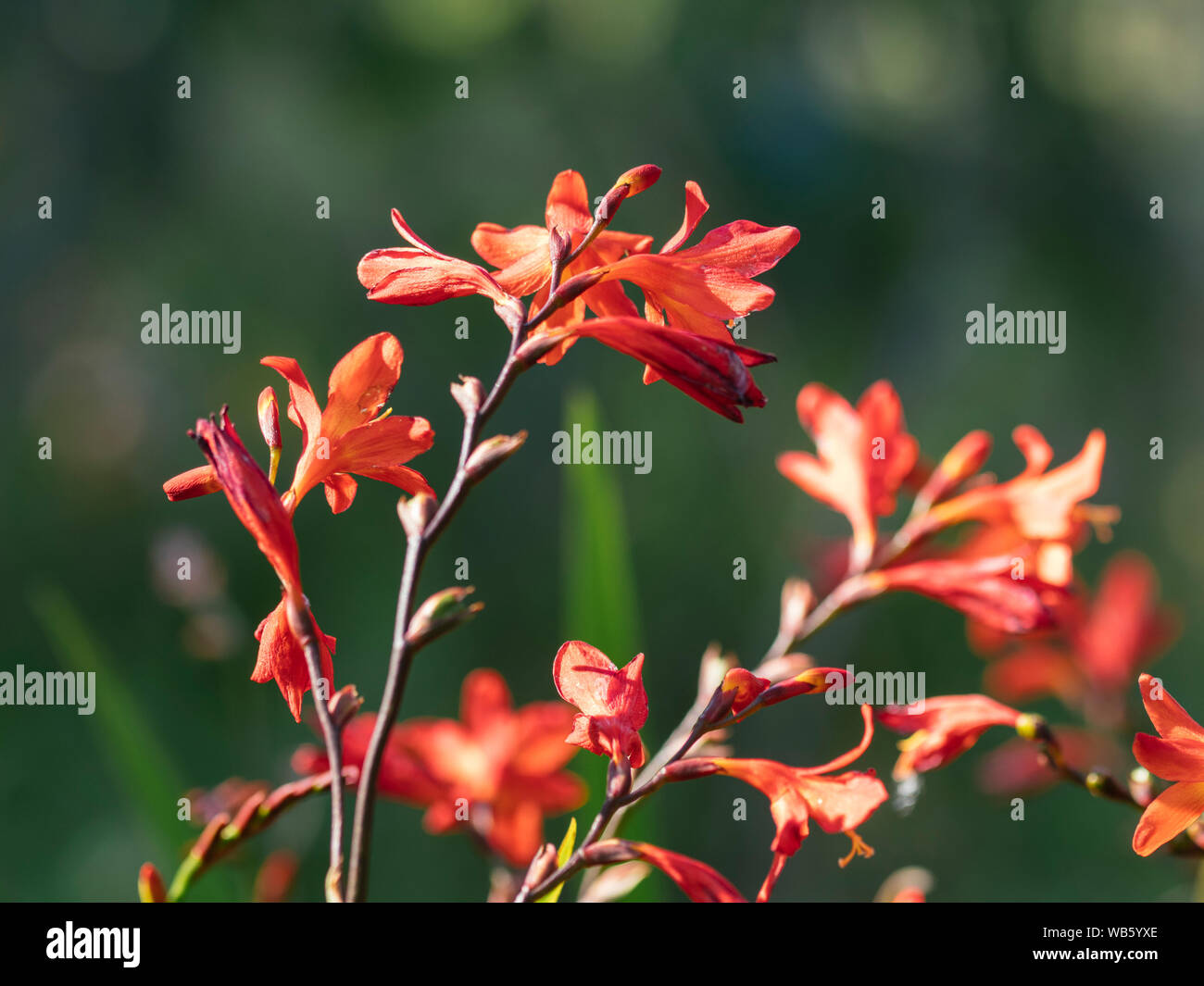 Carmine flower hi-res stock photography and images - Alamy