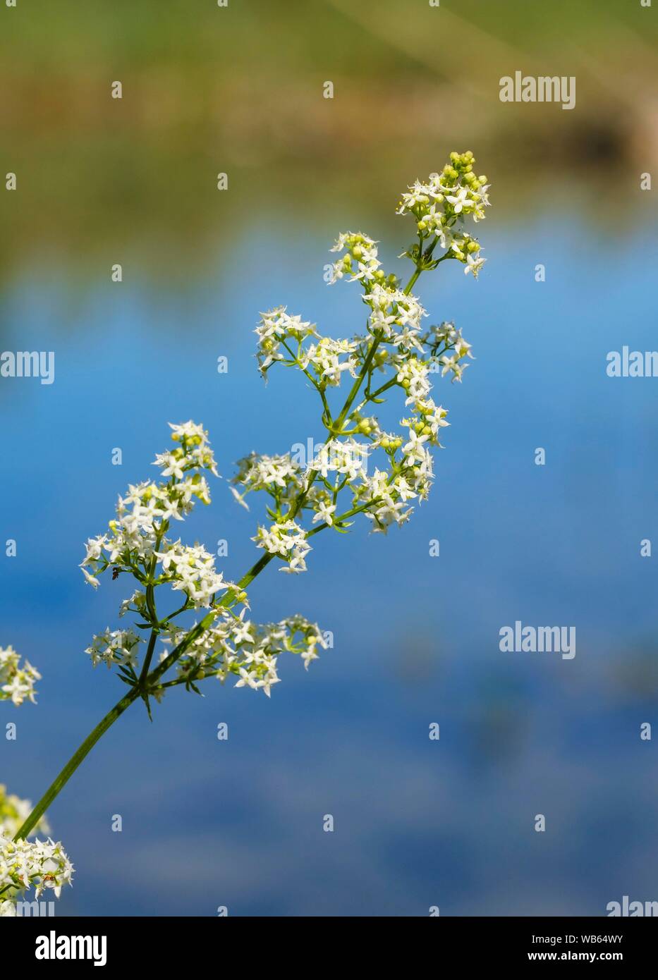 Flowers of Hedge bedstraw (Galium mollugo), Upper Bavaria, Bavaria, Germany Stock Photo