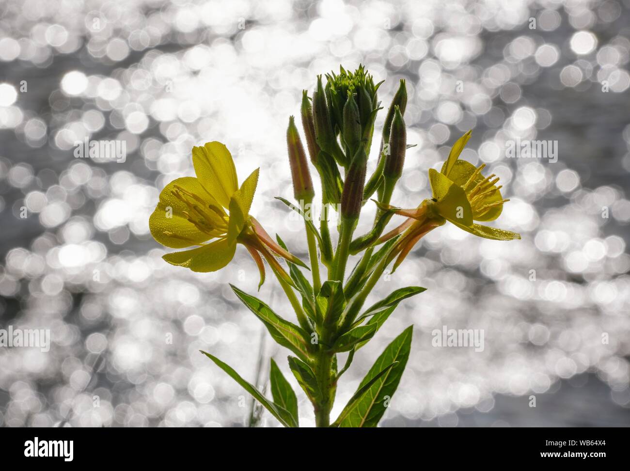 Common evening primrose (Oenothera biennis) in front of reflecting water, bloom, nature reserve Isarauen, Upper Bavaria, Bavaria, Germany Stock Photo