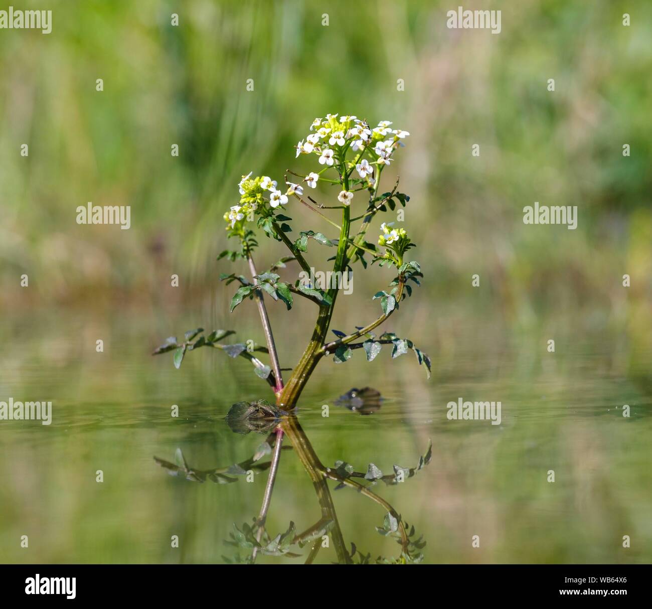 Flowering Watercress (Nasturtium officinale) in water Upper Bavaria, Bavaria, Germany Stock Photo