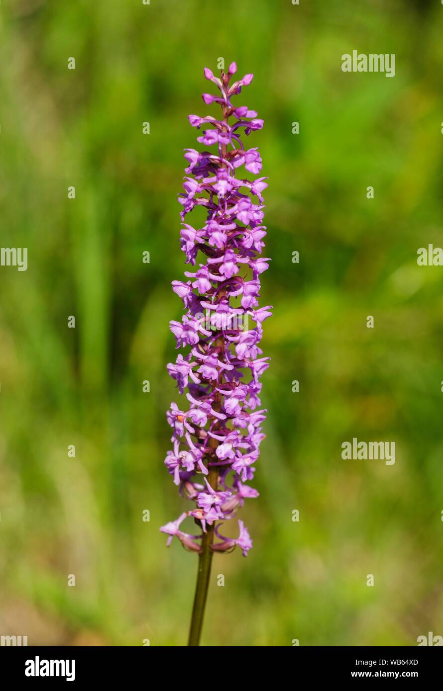 Flower, Fragrant orchid (Gymnadenia conopsea), nature reserve Isarauen, Upper Bavaria, Bavaria, Germany Stock Photo