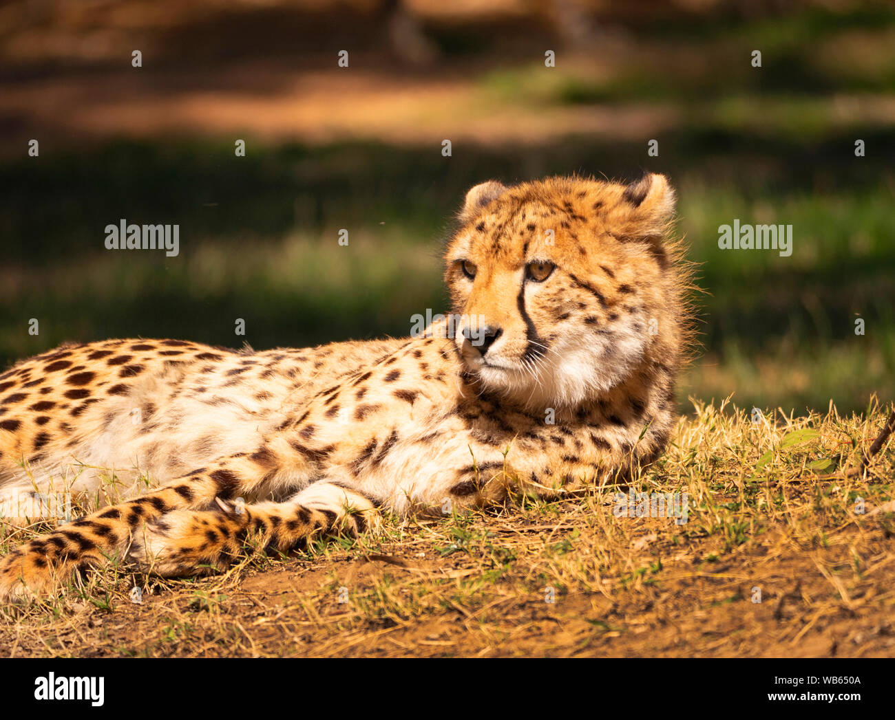 A vulnerable Cheetah, Acinonyx jubatus, lying down resting while also alert in a captive breeding program. Stock Photo
