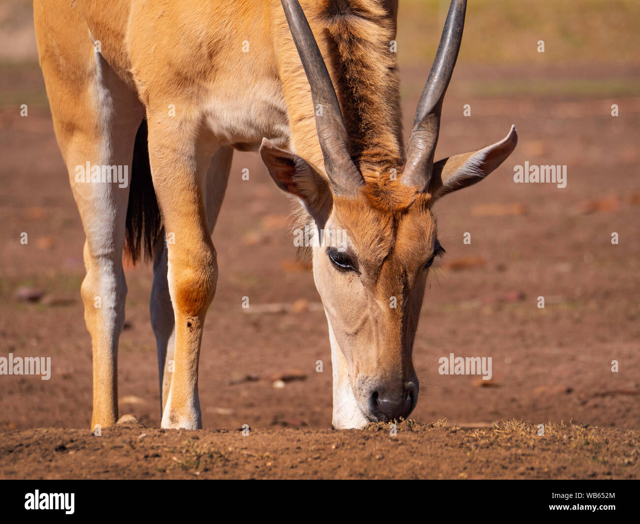 A Common Eland, Taurotragus oryx, searching for grass to eat in a dry dusty landscape. Stock Photo