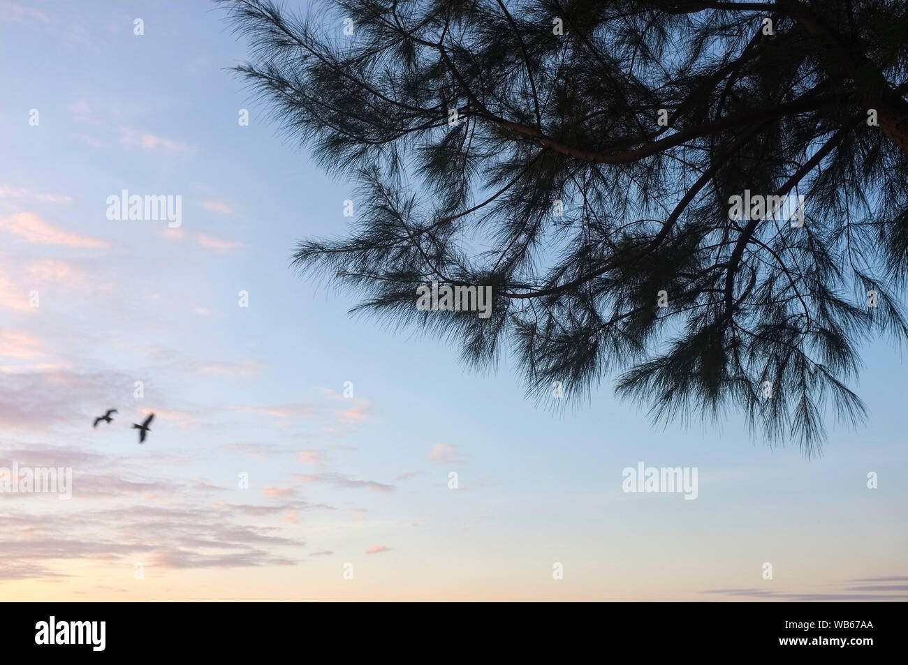 Tree branches silhoutte against an evening sky with two birds flying. Stock Photo