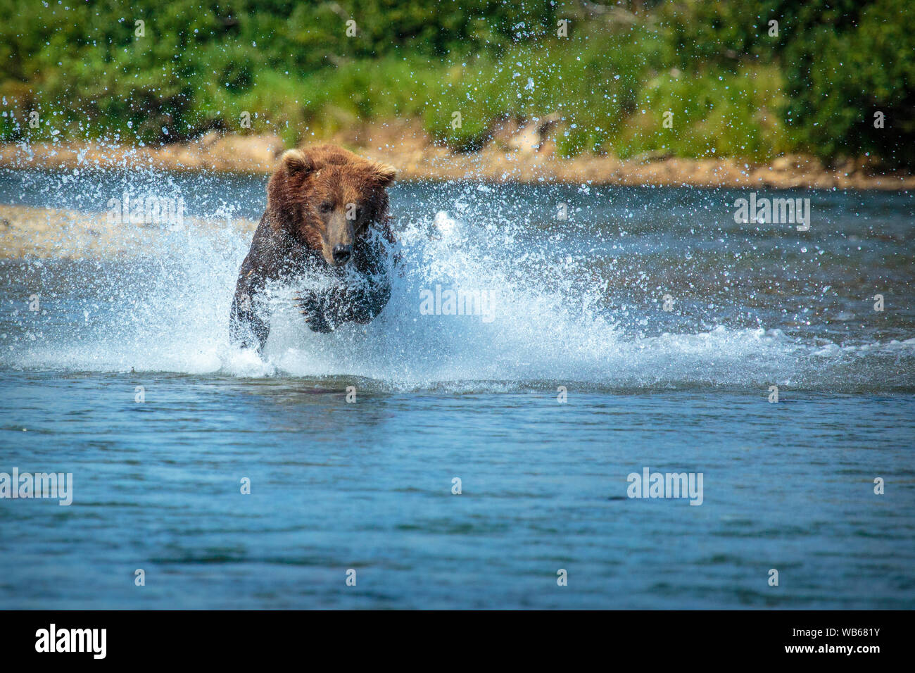 Brown Bears in Alaska Stock Photo
