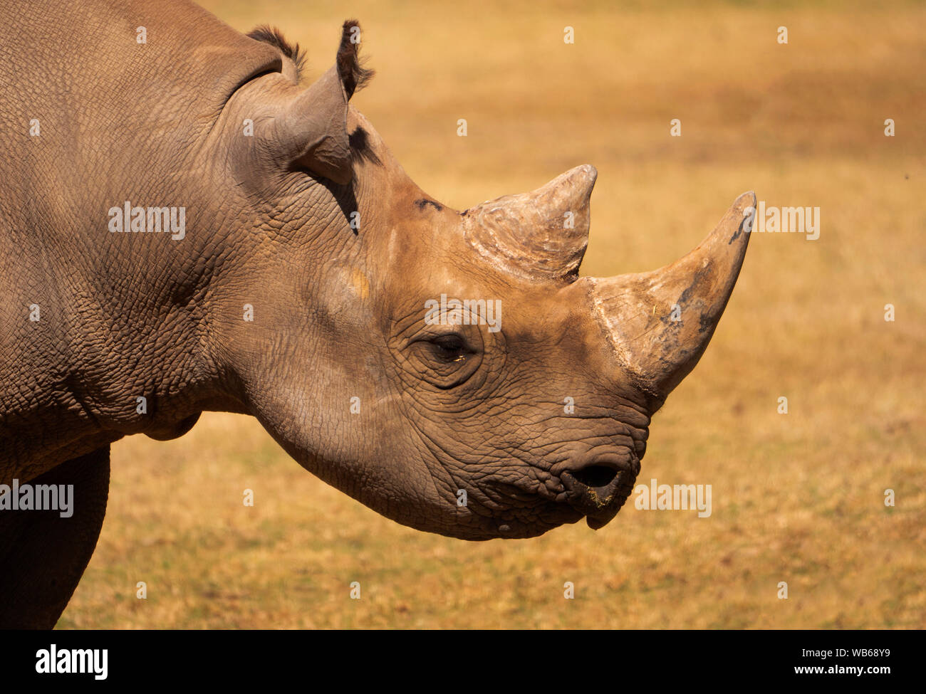 A Black Rhinoceros, Diceros bicornis, is critically endangered and is in a captive breeding program. Stock Photo