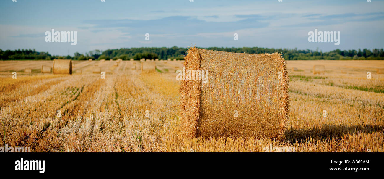 Yellow golden straw bales of hay in the stubble field, agricultural ...