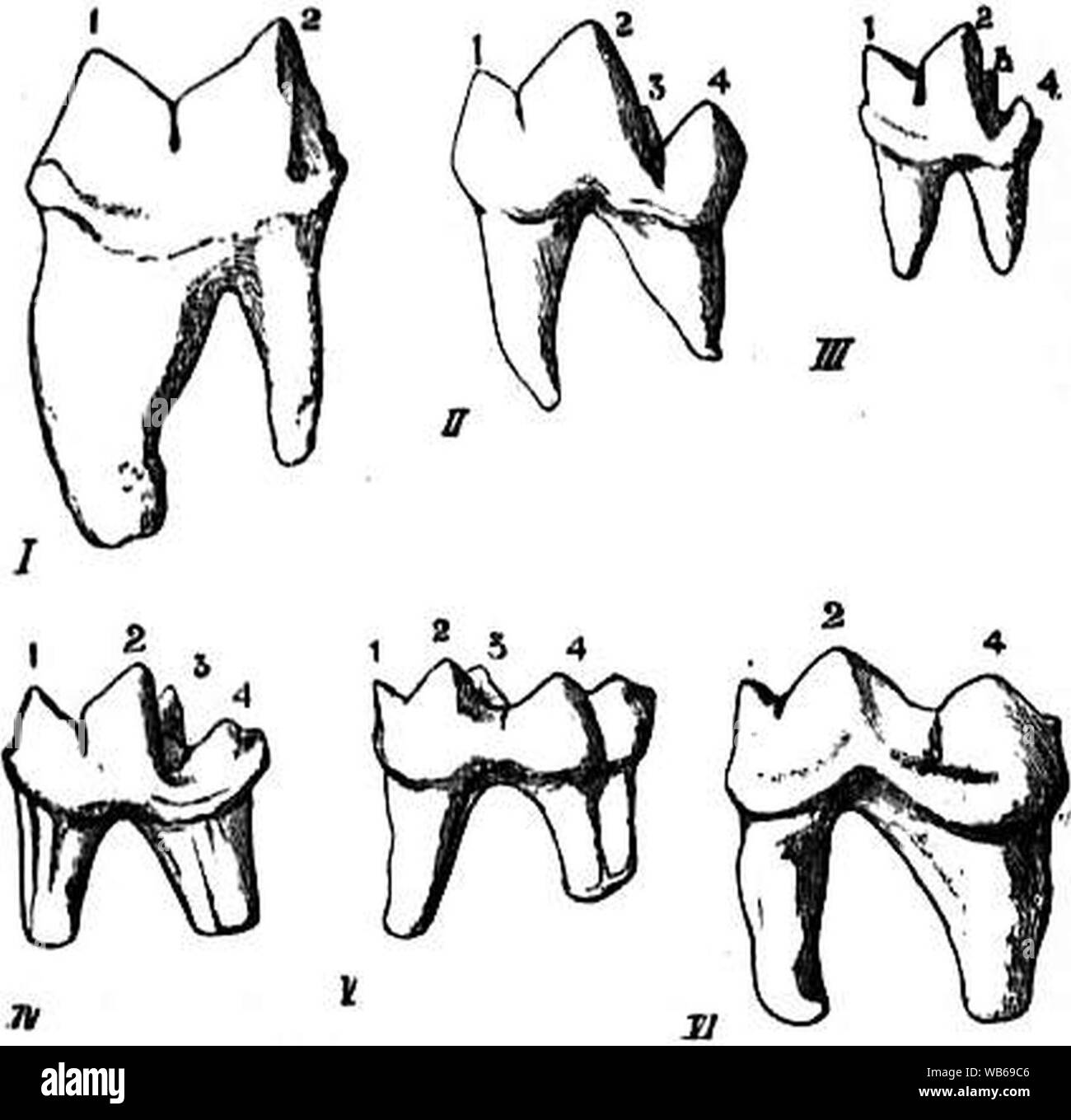 Carnassial teeth Black and White Stock Photos & Images - Alamy Carnassial teeth Black and White Stock Photos & Images - Alamy