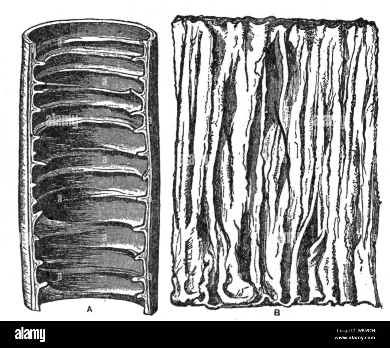 EB1911 Alimentary Canal Fig. 3.—Valvulae Conniventes. Stock Photo