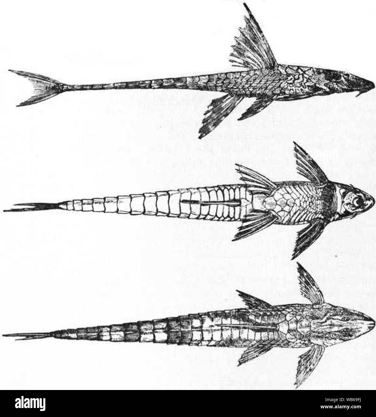 EB1911 Cat-fish Fig. 5.—Loricaria lanceolata. Stock Photo