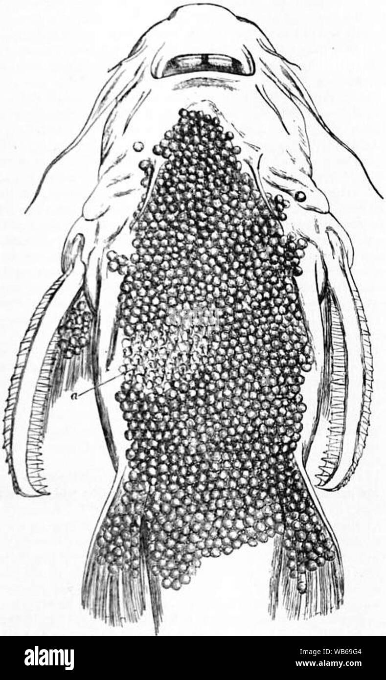 EB1911 Cat-fish Fig. 6.—Abdomen of Aspredo batrachus. Stock Photo