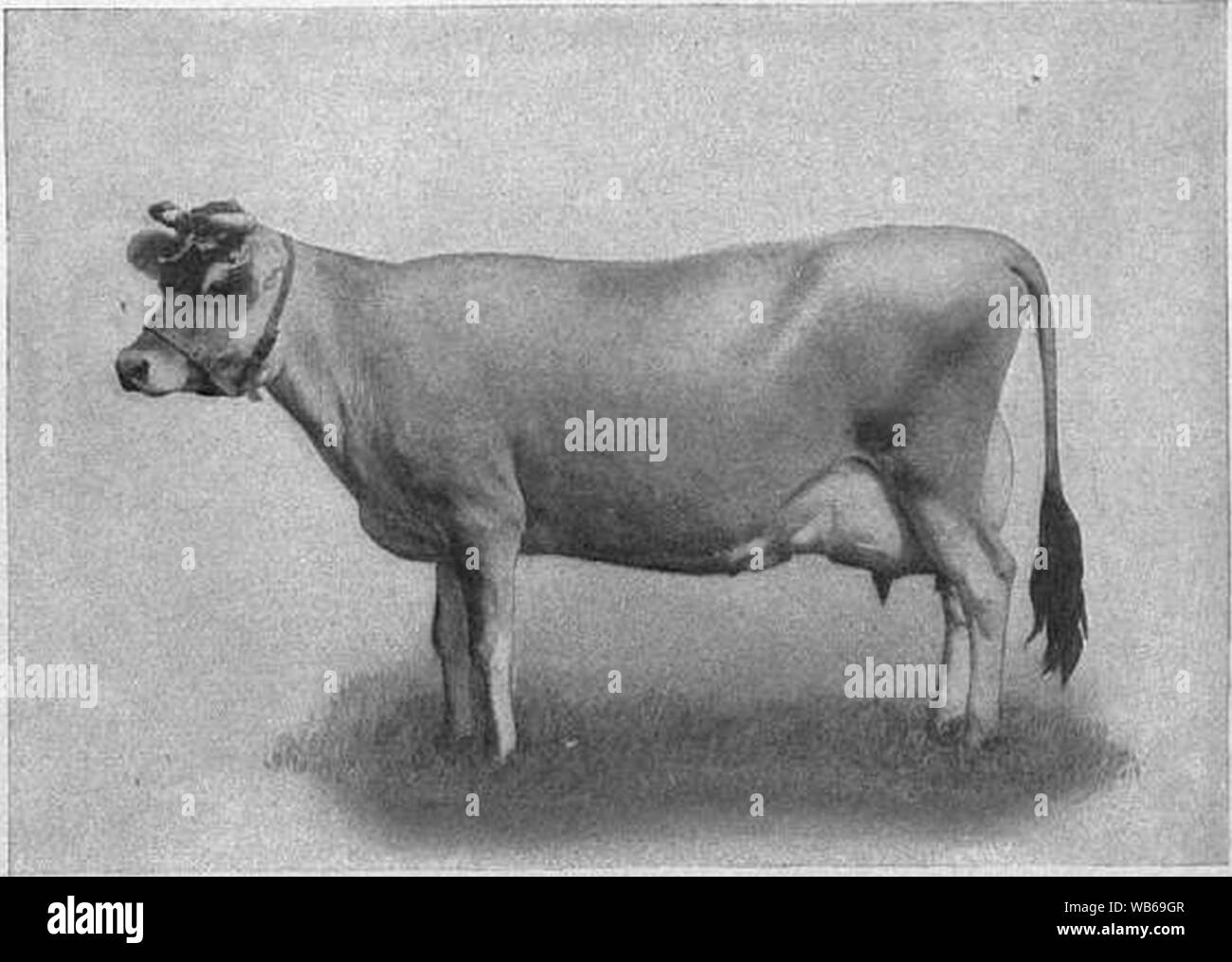 Jersey cattle cow jersey Black and White Stock Photos & Images - Alamy