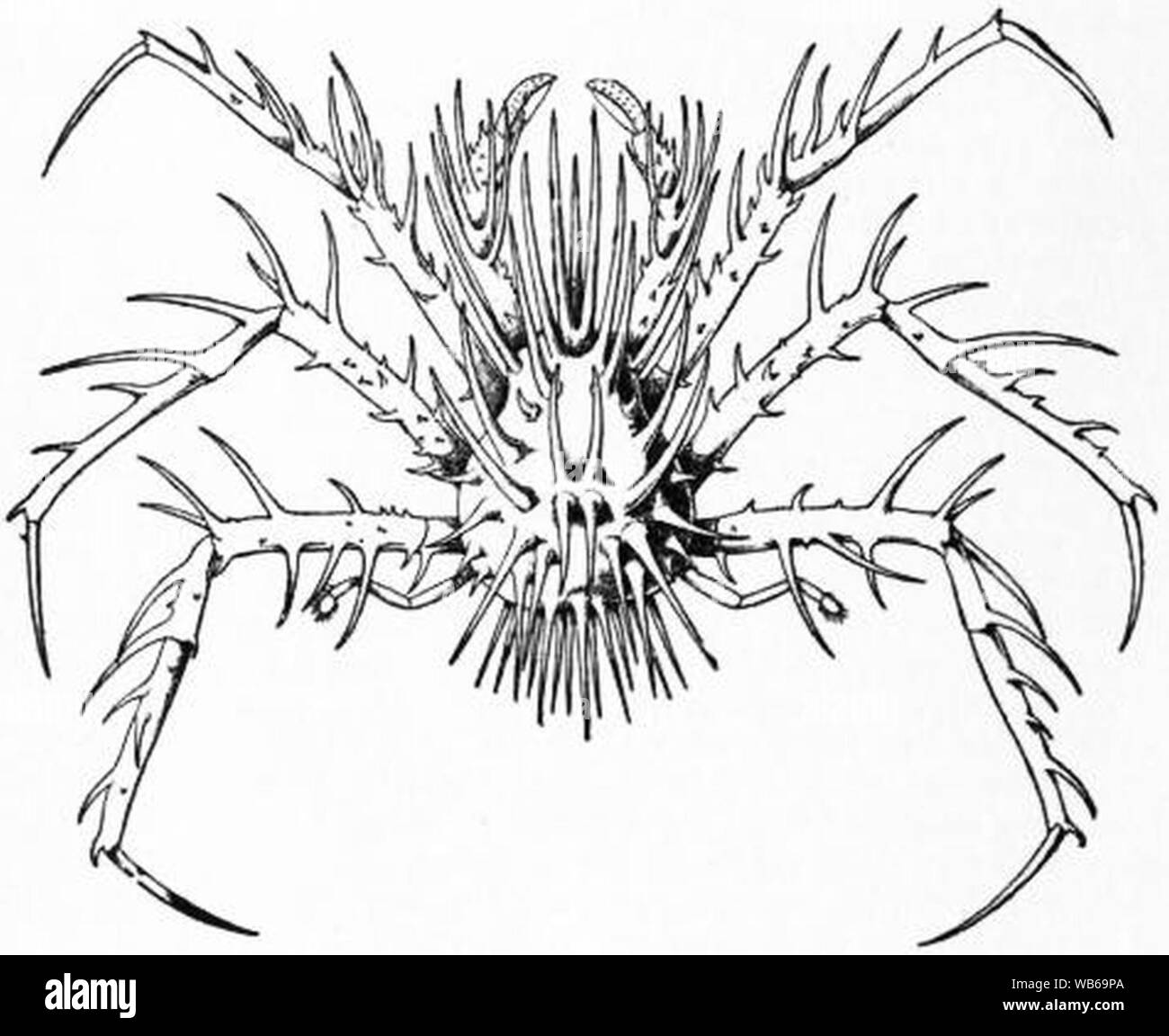 EB1911 Malacostraca - Fig. 1.—Neolithodes grimaldii. Stock Photo