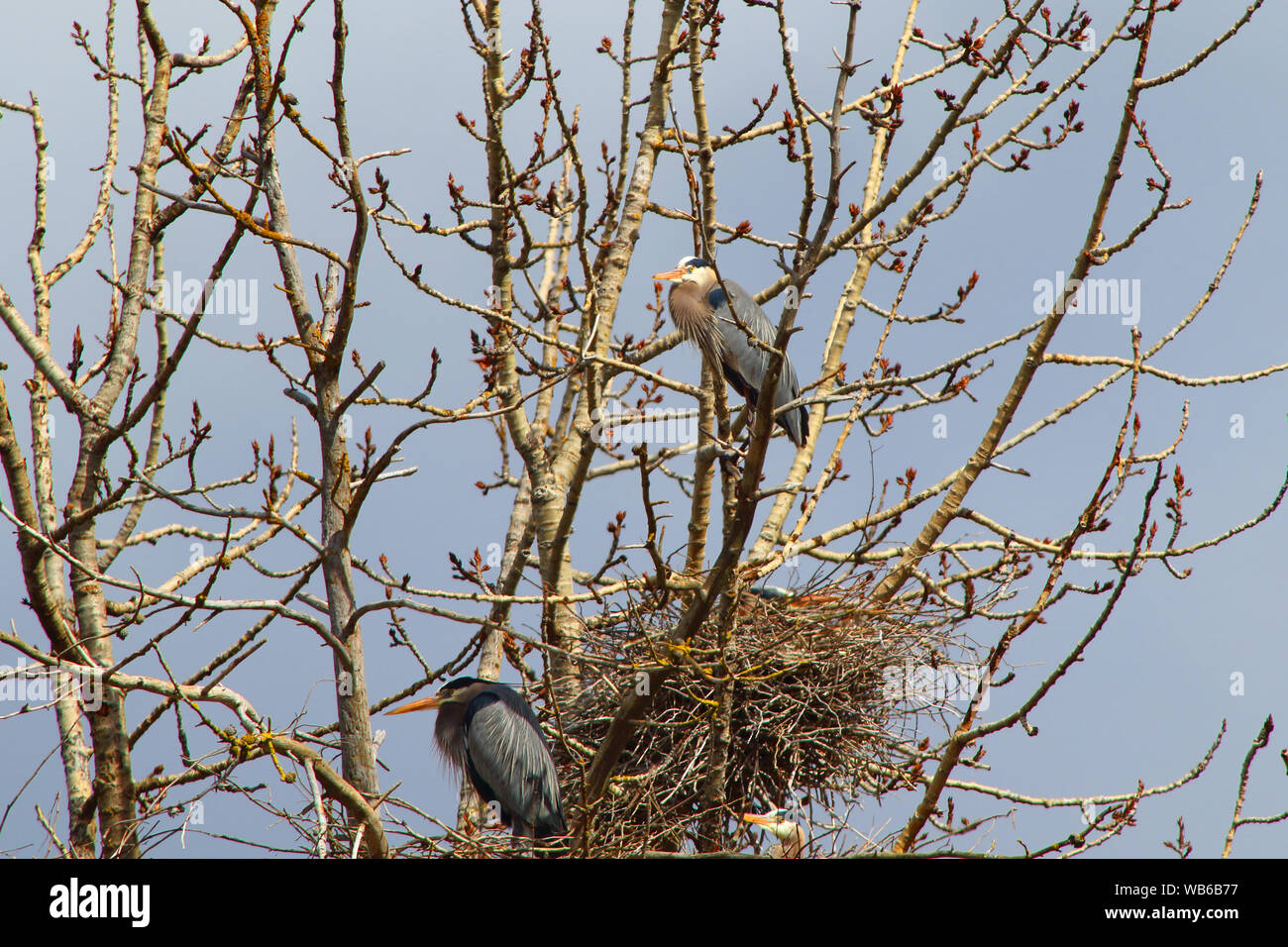 Great Blue Herons among nests in a Rookery Stock Photo