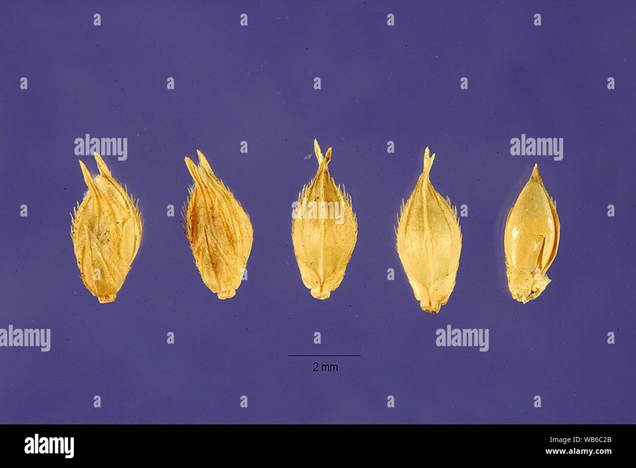 Echinochloa pyramidalis seeds. Stock Photo