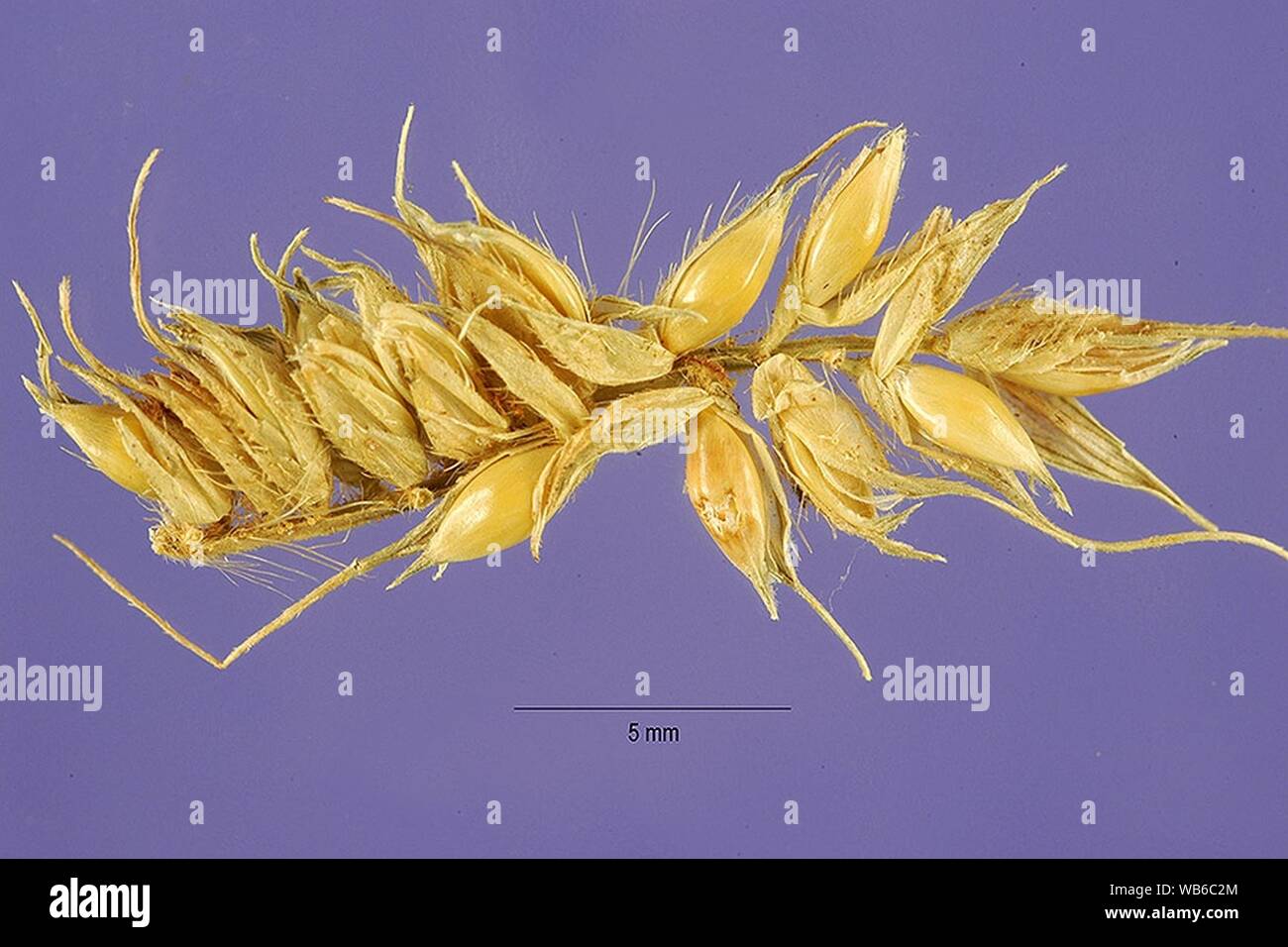 Echinochloa stagnina seeds 1. Stock Photo